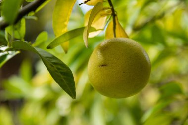 Olgun meyveler narenciye bahçesindeki ağaçlarda asılı..