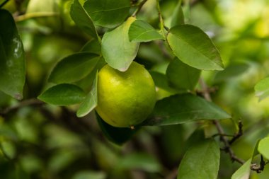 Olgun meyveler narenciye bahçesindeki ağaçlarda asılı..