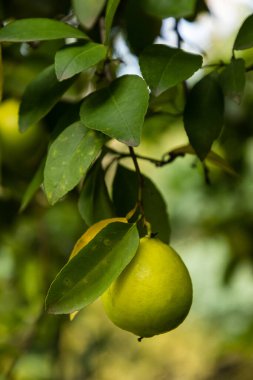 Olgun meyveler narenciye bahçesindeki ağaçlarda asılı..