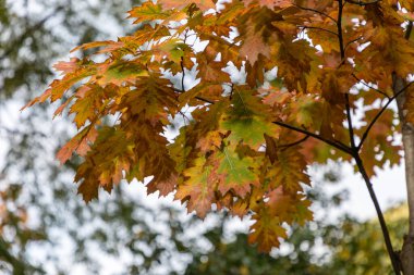 Sonbahar ağacı yaprakları. Quercus rubra