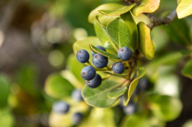 Rhaphiolepis umbellata 'nın siyah yuvarlak meyveleri