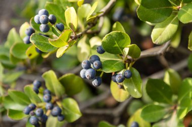 Rhaphiolepis umbellata 'nın siyah yuvarlak meyveleri