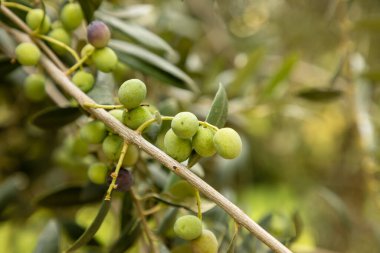 close up photo of hands holding arbequina olives in olive farm with natural green background clipart