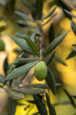Bir çift yeşil zeytin Olea europaea