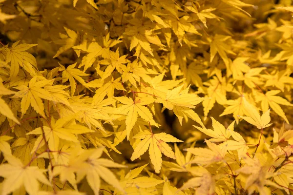 Acer Palmatum Folhas Madeira Vermelha Com Cores Outono — Fotografia de Stock