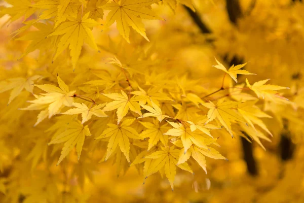 Acer Palmatum Czerwone Liście Drewna Kolorami Jesieni — Zdjęcie stockowe