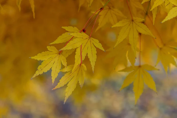 Acer Palmatum Czerwone Liście Drewna Kolorami Jesieni — Zdjęcie stockowe