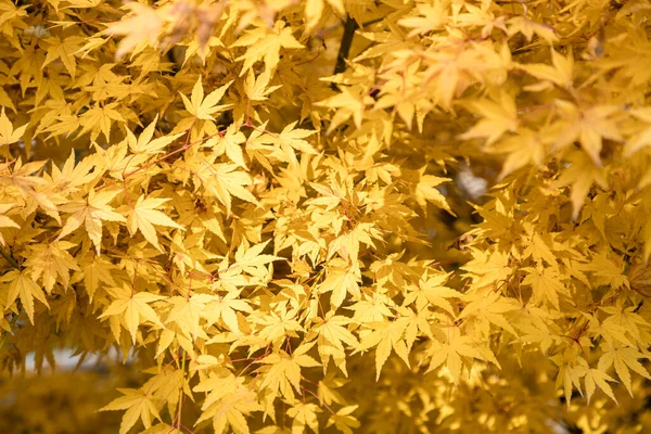 Acer Palmatum Folhas Madeira Vermelha Com Cores Outono — Fotografia de Stock