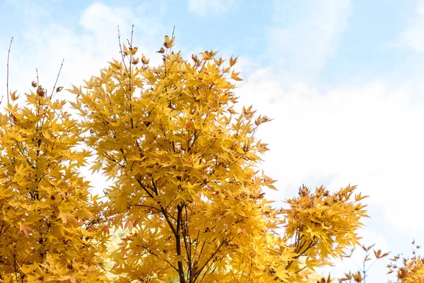 Красные Листья Acer Palmatum Осенними Красками — стоковое фото
