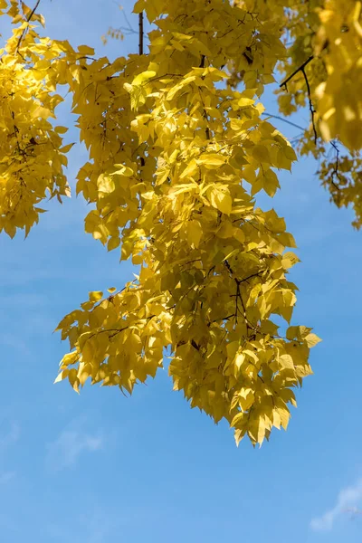 西兰花树的叶子 — 图库照片