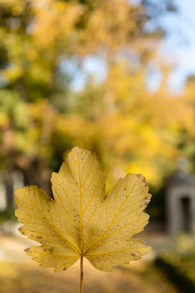 Folhas Árvore Com Cores Outono — Fotografia de Stock