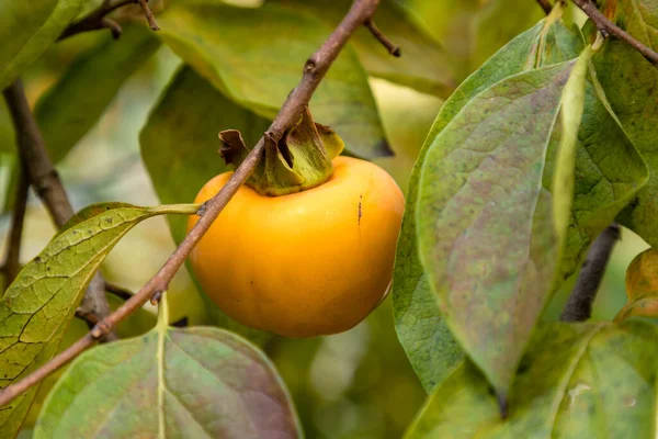 Albero Cachi Con Frutti Arancio Maturi Nel Giardino Autunnale — Foto Stock