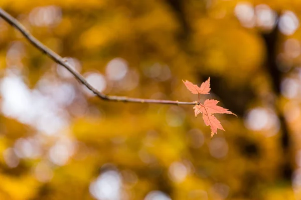Podzimní Barvy Listí — Stock fotografie