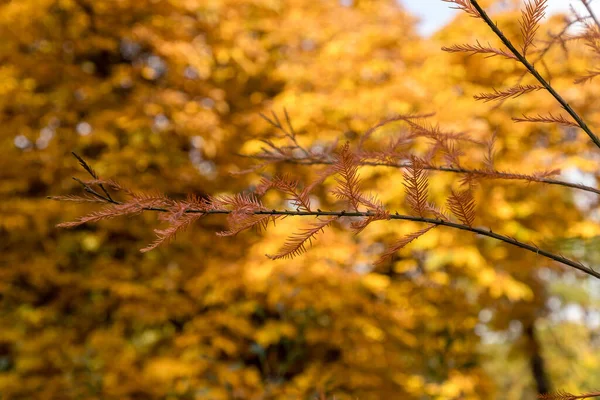 Löv Med Höstfärger — Stockfoto