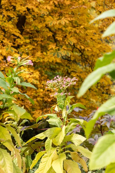농장에서 담배를 재배하는 사람들 꽃들은 가까이에 — 스톡 사진
