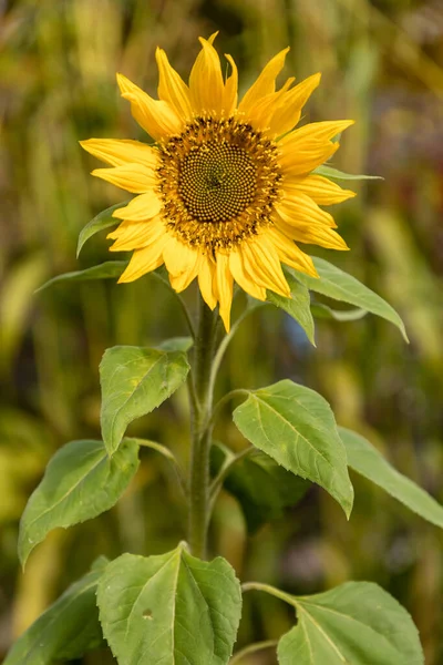 Sunflowers Garden Flowers Image — Stockfoto