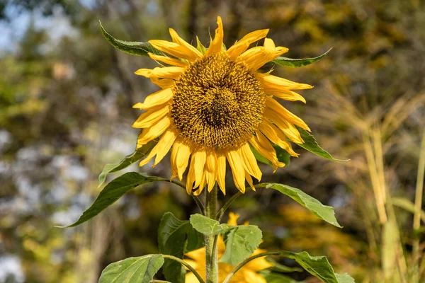 Sunflowers Garden Flowers Image — Stockfoto
