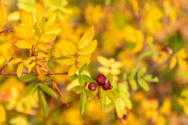 Ягоды Виргинской Розы Осенью — стоковое фото