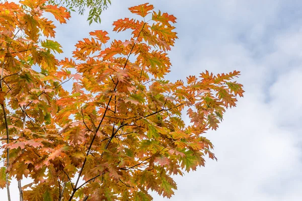 秋天的树叶 Quercus Rubra — 图库照片
