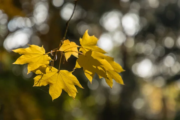 秋天里的橡胶树叶子 — 图库照片