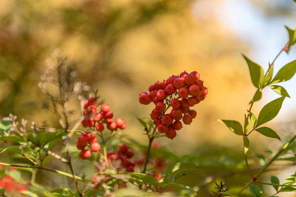 Cennetin Kırmızı Meyveleri Nandina Evcilleştirilmiş — Stok fotoğraf