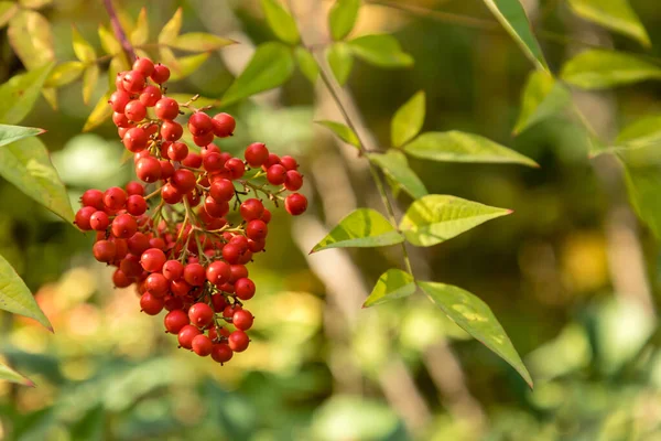 Красные Плоды Небесного Бамбука Nandina Domestica — стоковое фото