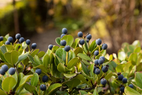 Schwarze Gerundete Früchte Von Rhaphiolepis Umbellata — Stockfoto