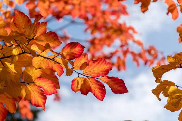 在秋天与叶子的 Parrotia Persica 花草树细节 — 图库照片