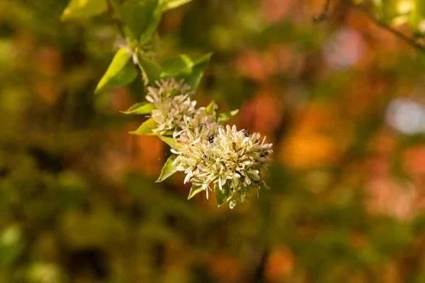 Zbliżenie Chińskiej Abelii Abelia Chinensis — Zdjęcie stockowe