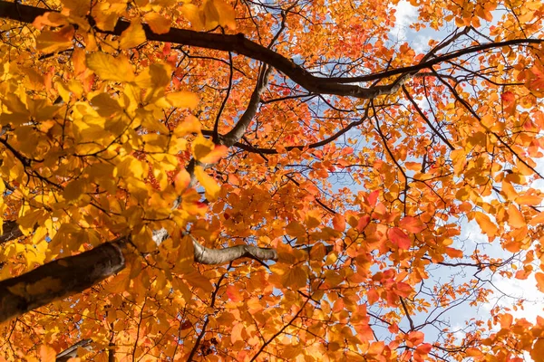 Parrotia Persica Древесная Деталь Листьями Осенью — стоковое фото