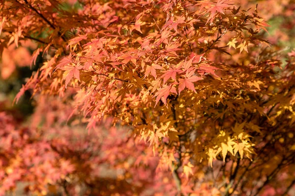 Butterfly Japanese Maple Branch Leaves Latin Name Acer Palmatum Butterfly — Stock Photo, Image