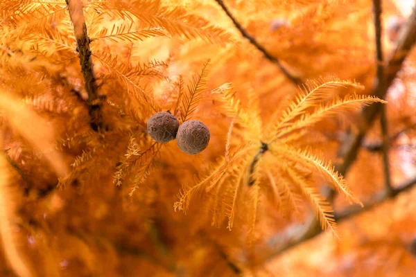 Taxodium Distichum Φθινόπωρο Στην Ισπανία — Φωτογραφία Αρχείου