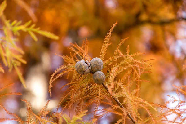 Taxodium Distichum Hösten Spanien — Stockfoto