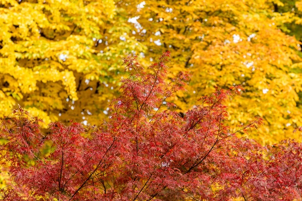 Tree Leaves Autumn Colors — Stock Photo, Image