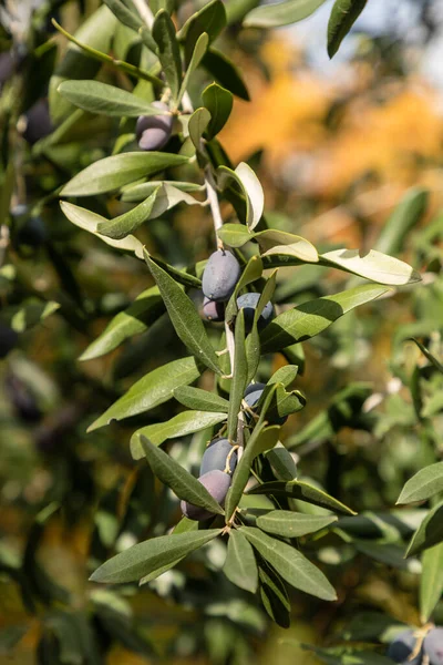 Egy Pár Zöld Olívabogyó Olea Europaea — Stock Fotó