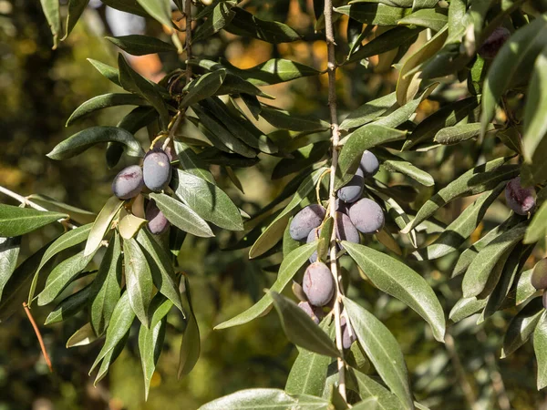 Couple Green Olives Olea Europaea — Stock Photo, Image