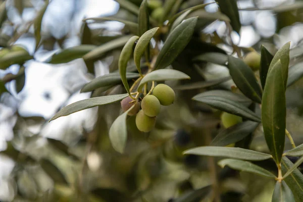 Nahaufnahme Von Händen Die Oliven Olivenbauernhof Mit Natürlichem Grünen Hintergrund — Stockfoto