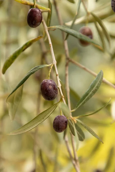 Ein Paar Grüne Oliven Olea Europaea — Stockfoto