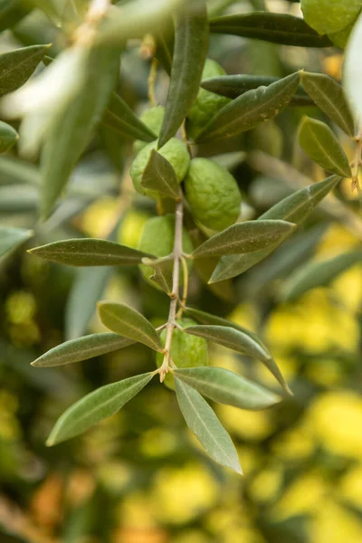 A couple of green olives Olea europaea