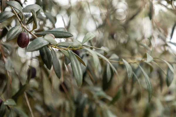 Oliven Olivenbaum Olivenöl Spanische Qualität — Stockfoto
