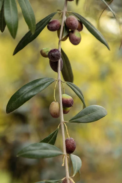 Oliven Olivenbaum Olivenöl Spanische Qualität — Stockfoto