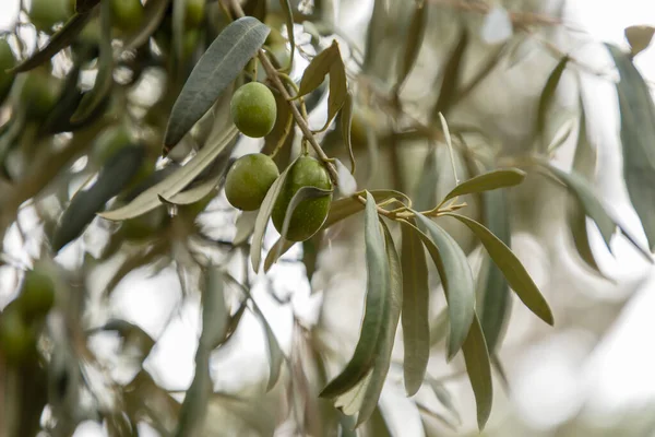 Ein Paar Grüne Oliven Olea Europaea — Stockfoto