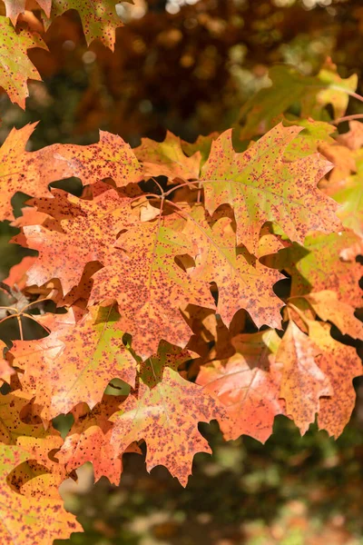 Listy Shumard Oak Quercus Shumardii — Stock fotografie