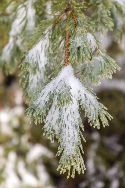 Зеленая Еловая Ветвь Зимой Небольшим Снегом — стоковое фото