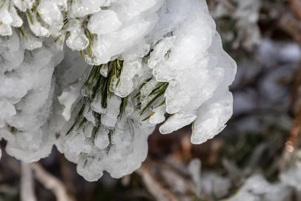 雪の少ない冬の緑のトウヒの枝 — ストック写真