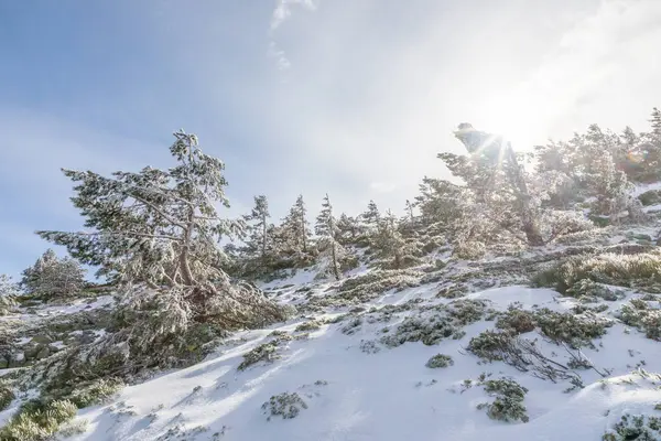 Grön Gran Gren Vintern Med Lite Snö — Stockfoto