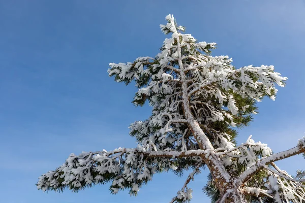 Зеленая Еловая Ветвь Зимой Небольшим Снегом — стоковое фото