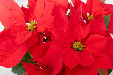 Poinsettia ya da Flor de Pascua çiçeği beyaza izole edilmiş. Kırmızı Euphorbia pulcherrima bitkisi.