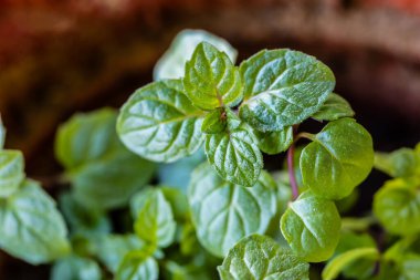 Taze yeşil nane yaprakları, limon merhemi, nane şekeri.