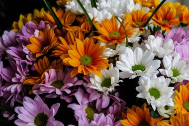 Vazodaki renkli papatyalar.